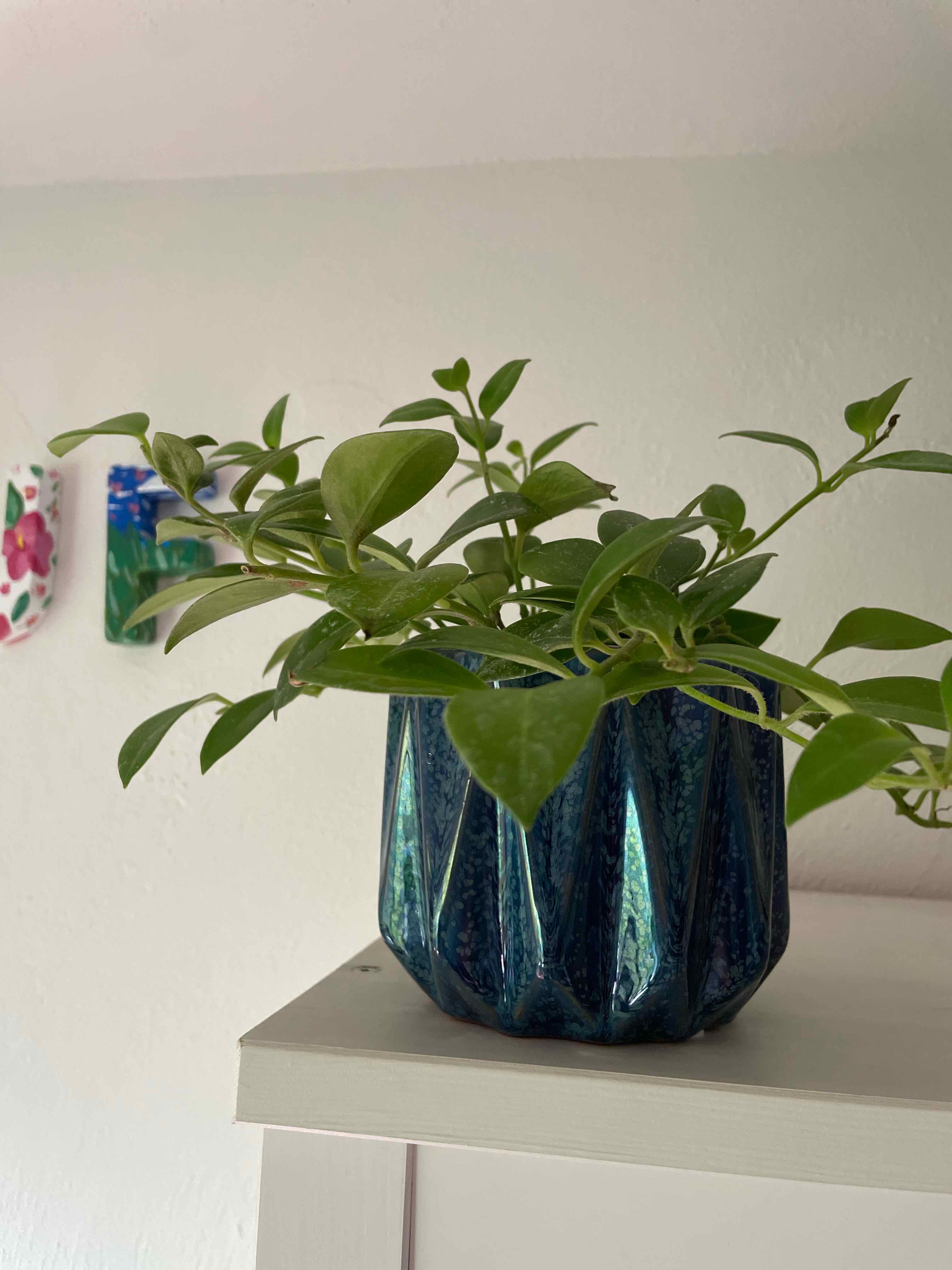 Lipstick Plant in a blue pot on a shelf, with healthy green leaves.