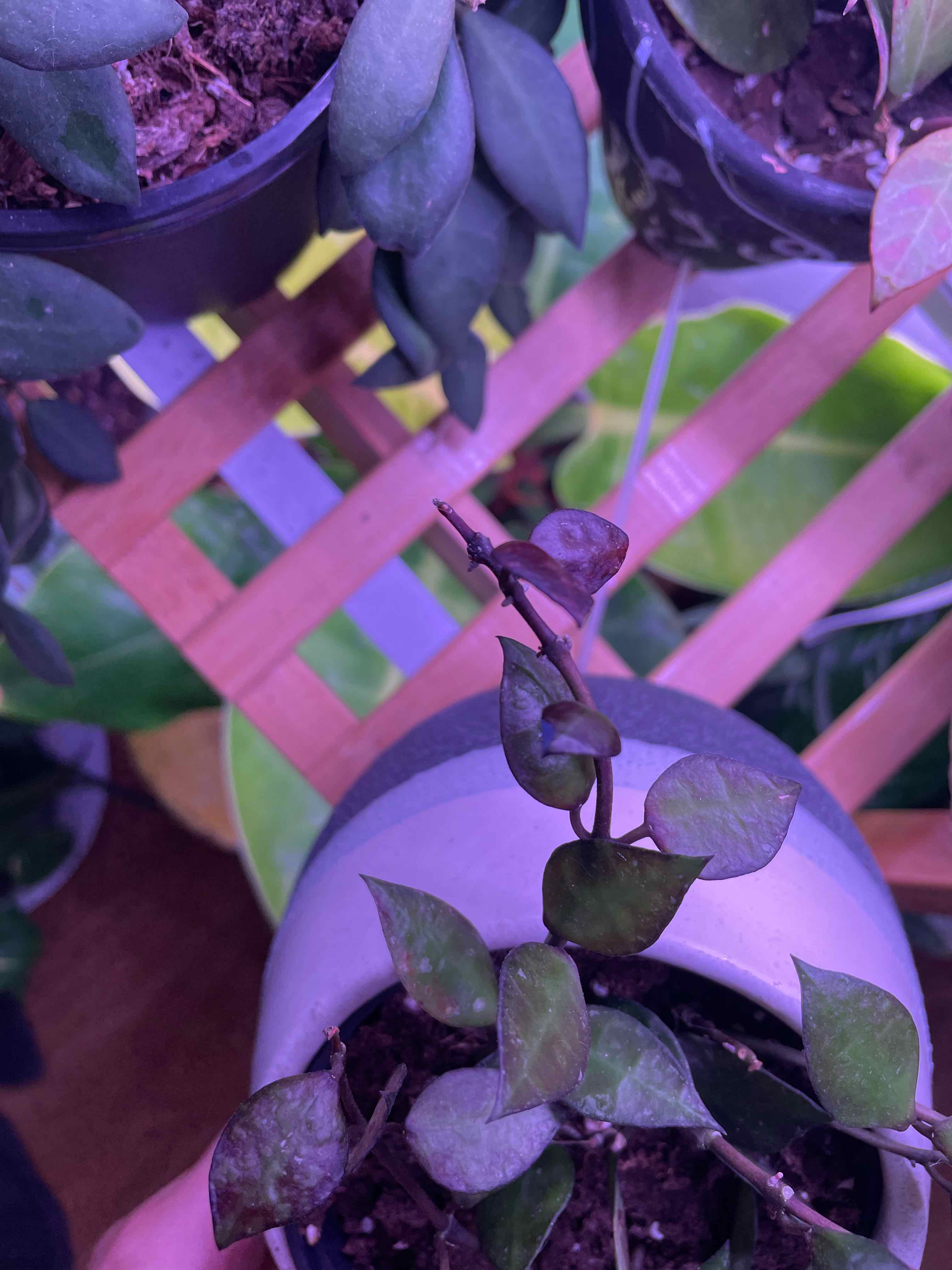 Hoya krohniana black plant in a pot under artificial lighting with visible soil.