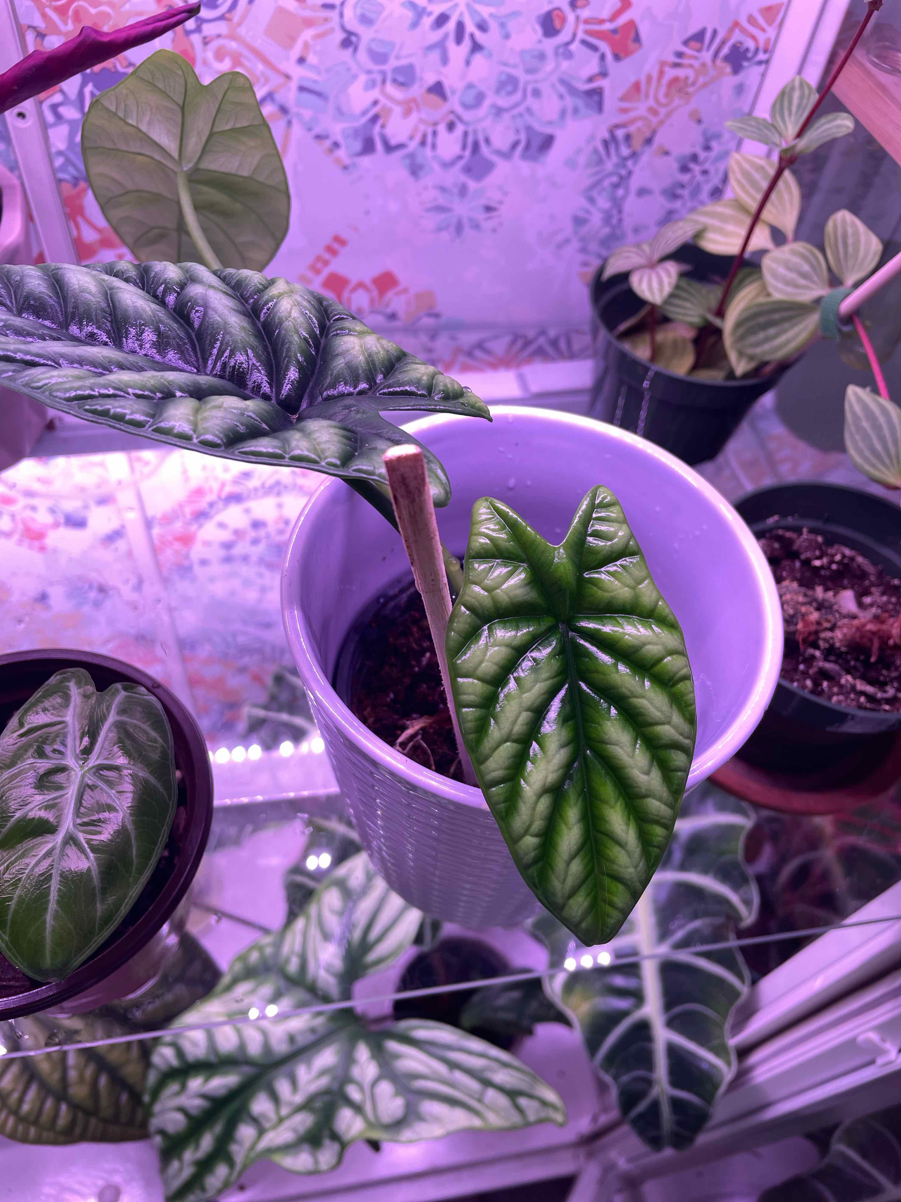 Jewel Alocasia plant in a pot with healthy leaves, surrounded by other plants.