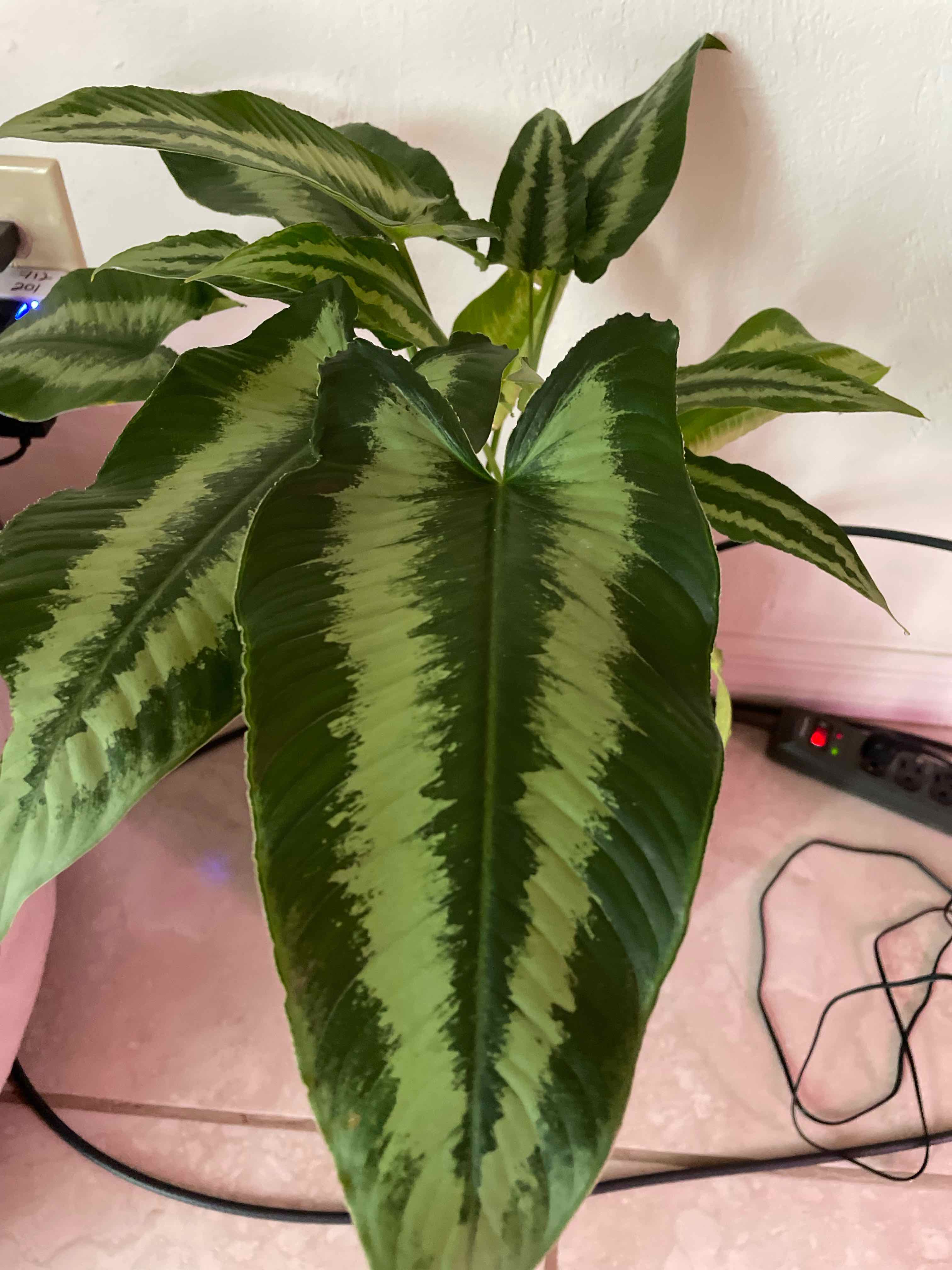 Schismatoglottis wallichii plant with large, variegated leaves, well-framed and healthy.