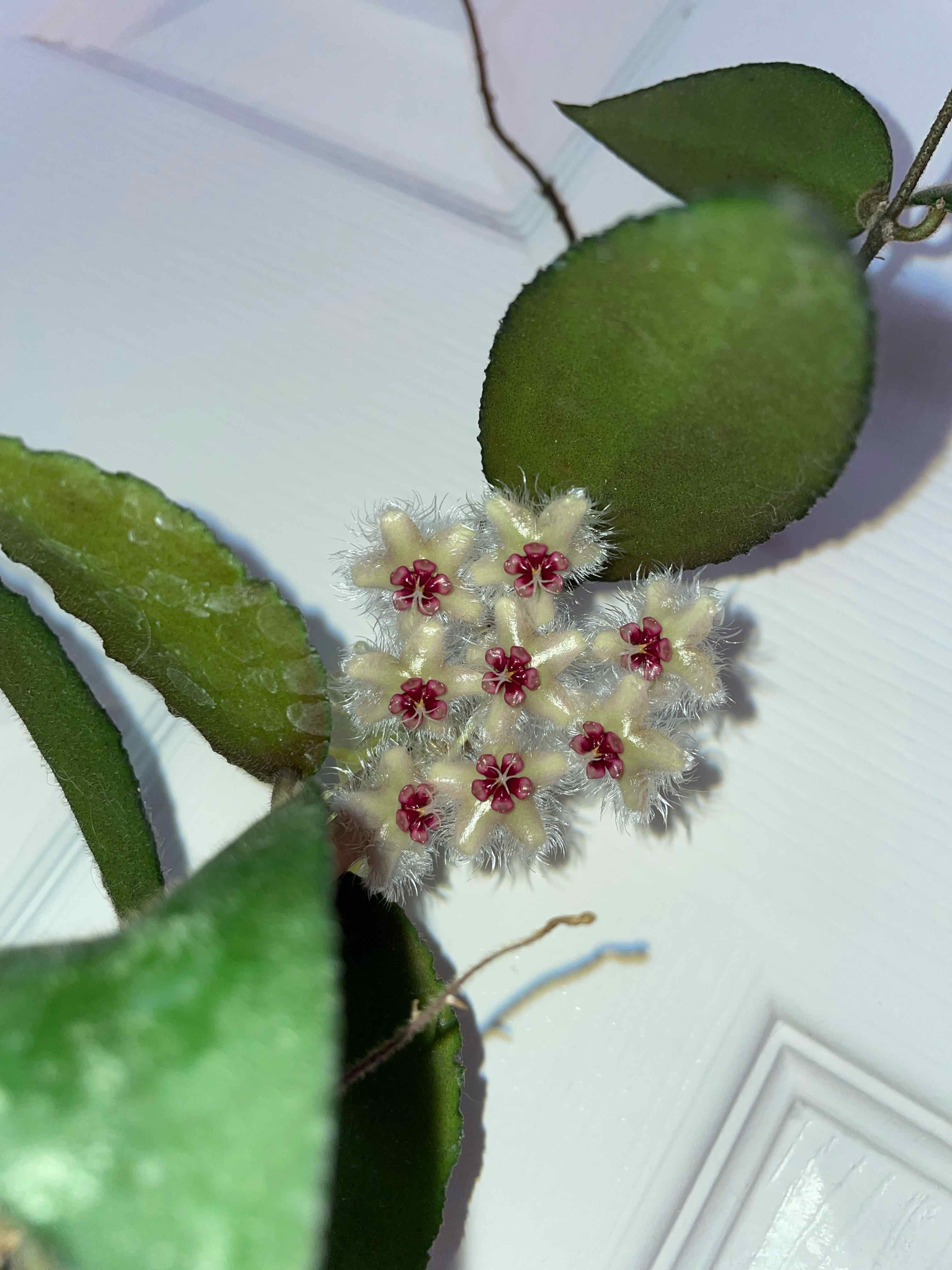 Hoya caudata Sumatra plant with visible flowers and healthy leaves.