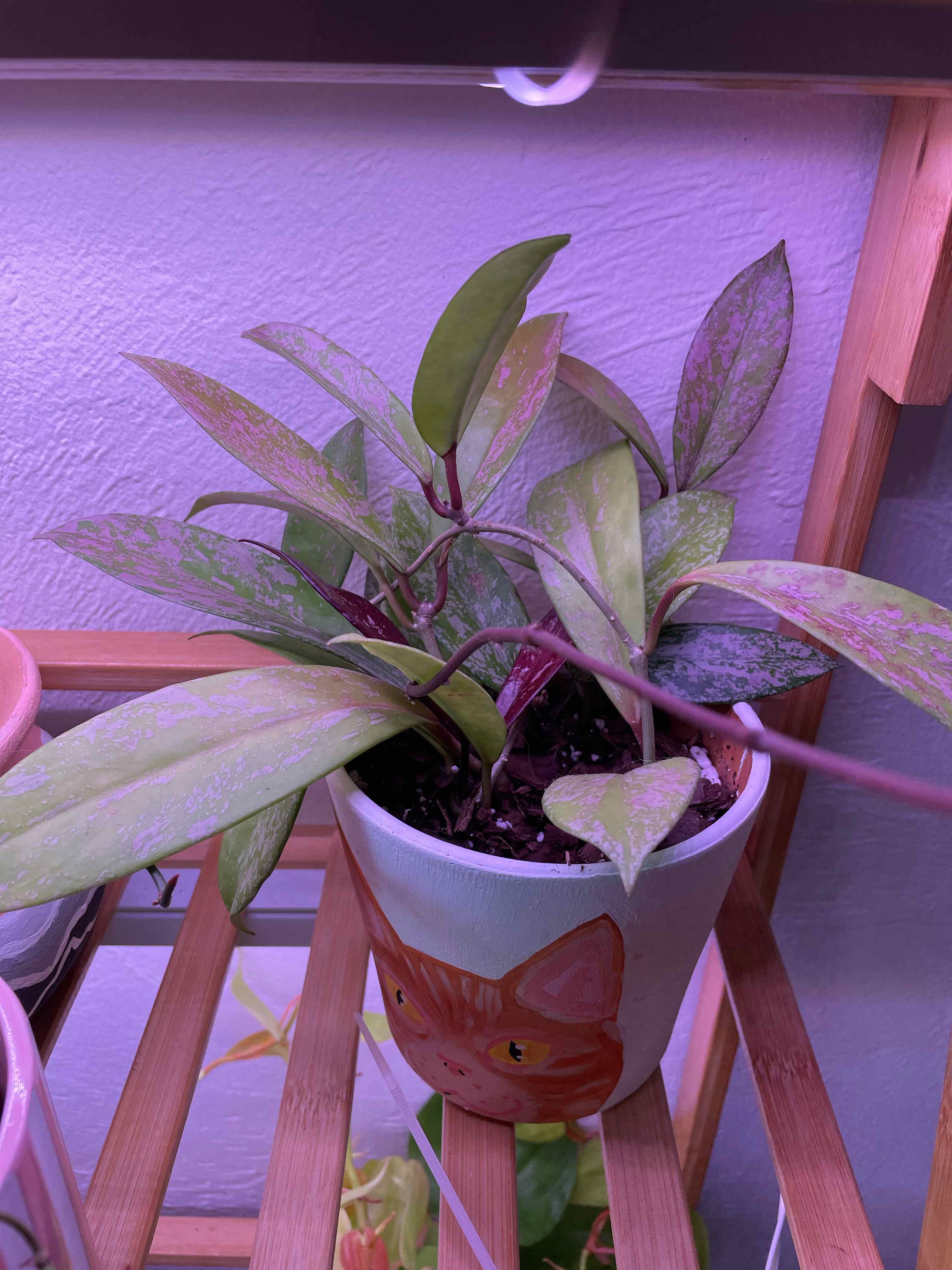Hoya pubicalyx 'Splash' plant in a decorative pot under artificial lighting.