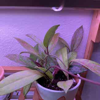 Hoya pubicalyx 'Splash' plant in Gainesville, Florida