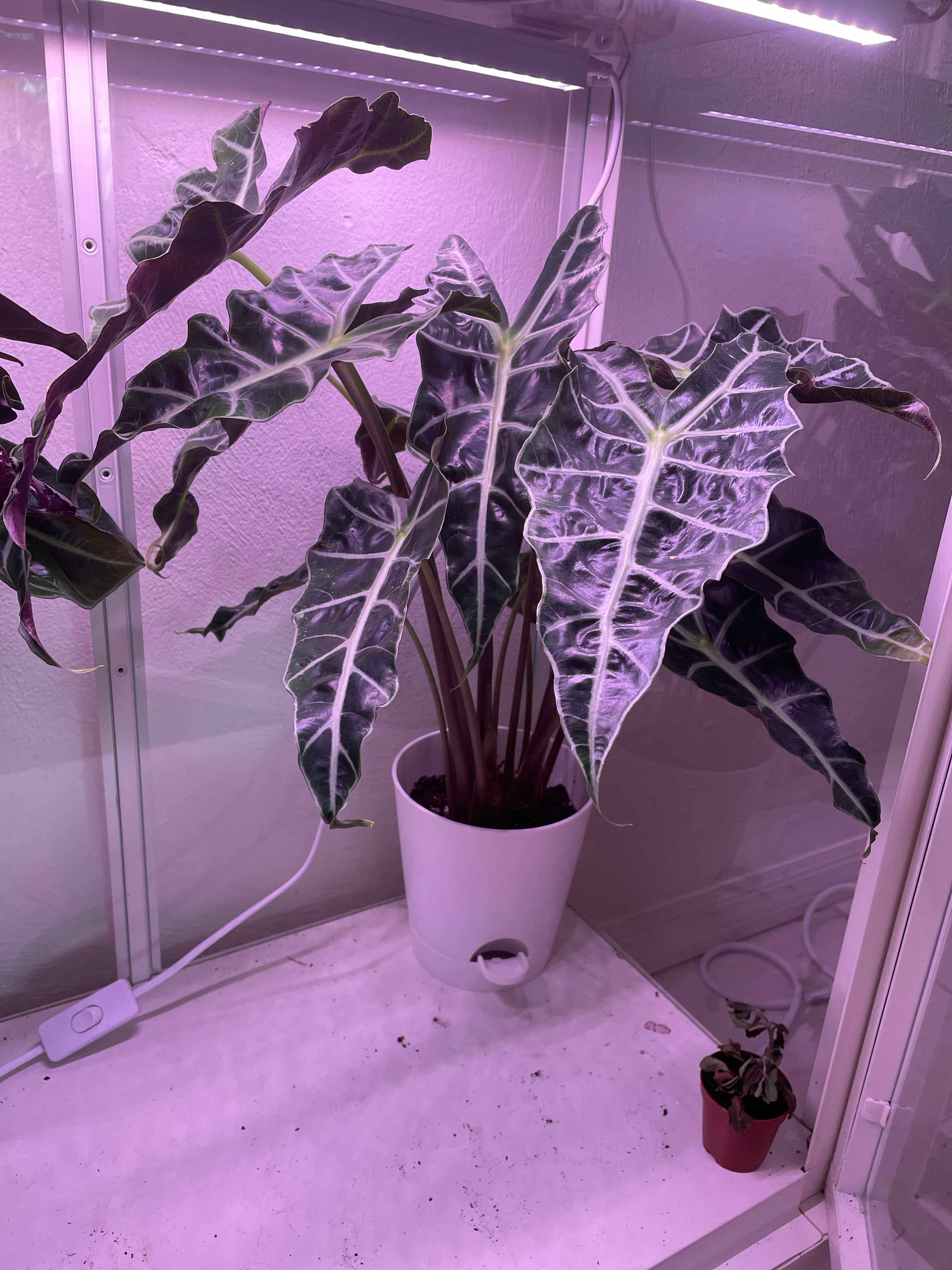 Alocasia Amazonica 'Polly' plant in a white pot under artificial lighting, appears healthy.