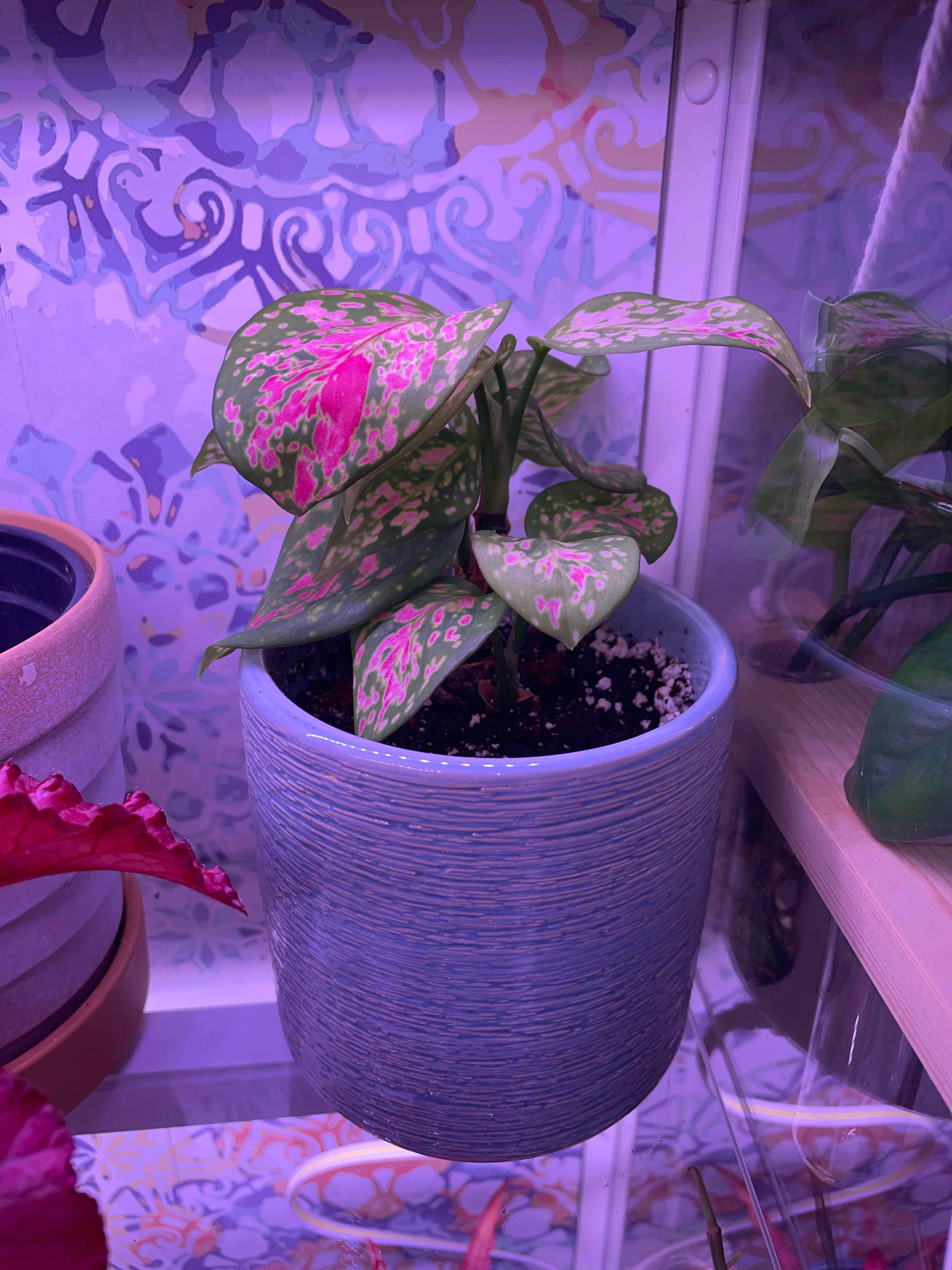 Chinese Evergreen 'Wishes' plant in a blue pot with vibrant pink and green leaves.