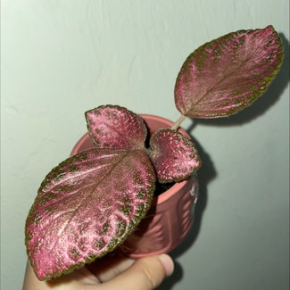 Flame Violet plant in Gainesville, Florida