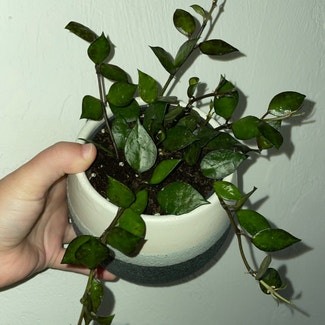 Hoya krohniana black plant in Gainesville, Florida