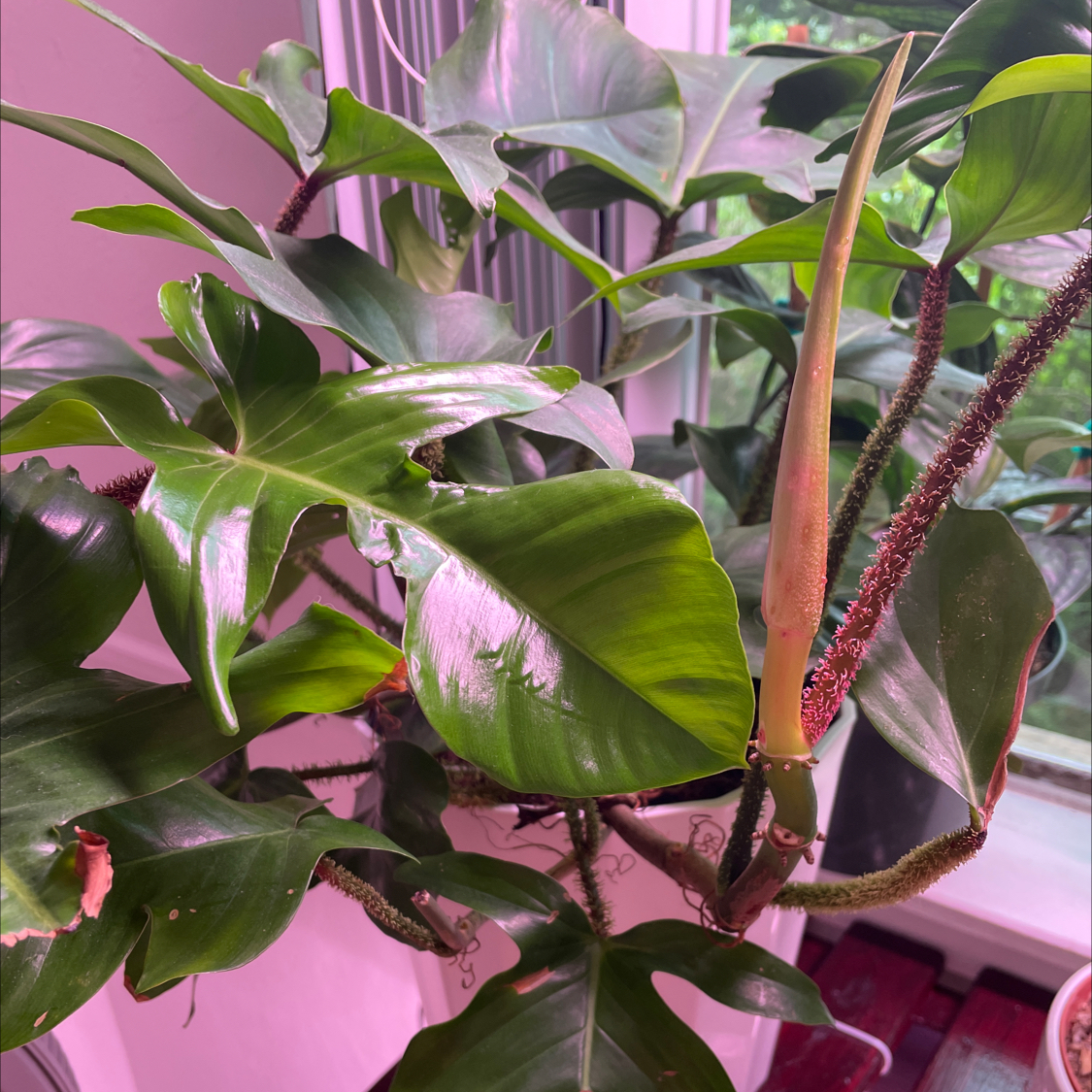 Hairy Philodendron plant with healthy green leaves and hairy stems near a window.