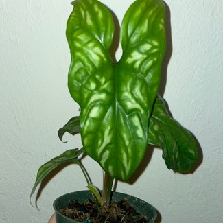 Mirabilis plant in Gainesville, Florida