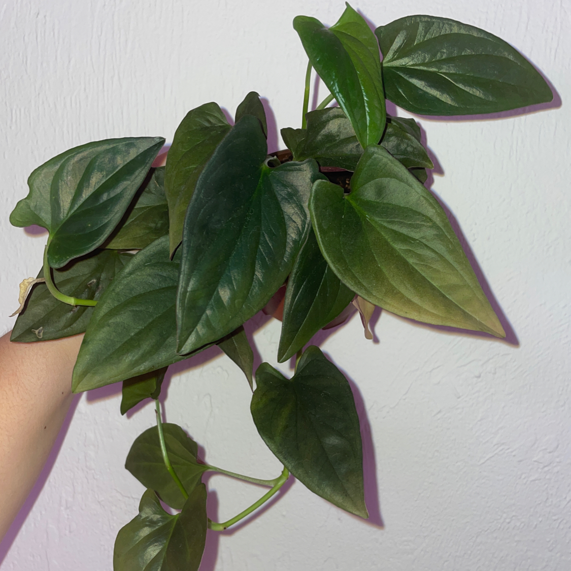 Arrowhead Vine 'Red Arrow' with broad, arrow-shaped leaves. Slight yellowing at leaf edges.