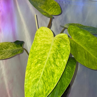 Philodendron 'Painted Lady' plant in Gainesville, Florida