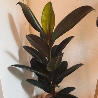Burgundy Rubber Tree plant in Gainesville, Florida