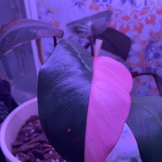 Pink Princess Philodendron plant in Gainesville, Florida