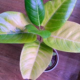 Yellow Ficus plant in Gainesville, Florida