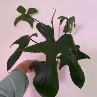 Philodendron 'Florida' plant in Gainesville, Florida