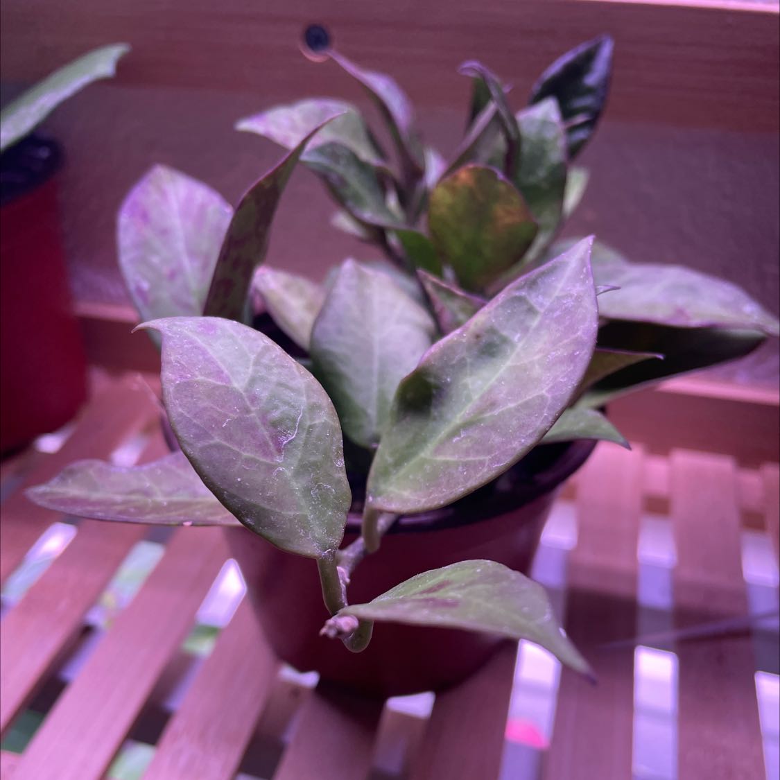 Hoya 'Sunrise' plant in a small pot with some leaf discoloration on a wooden surface.