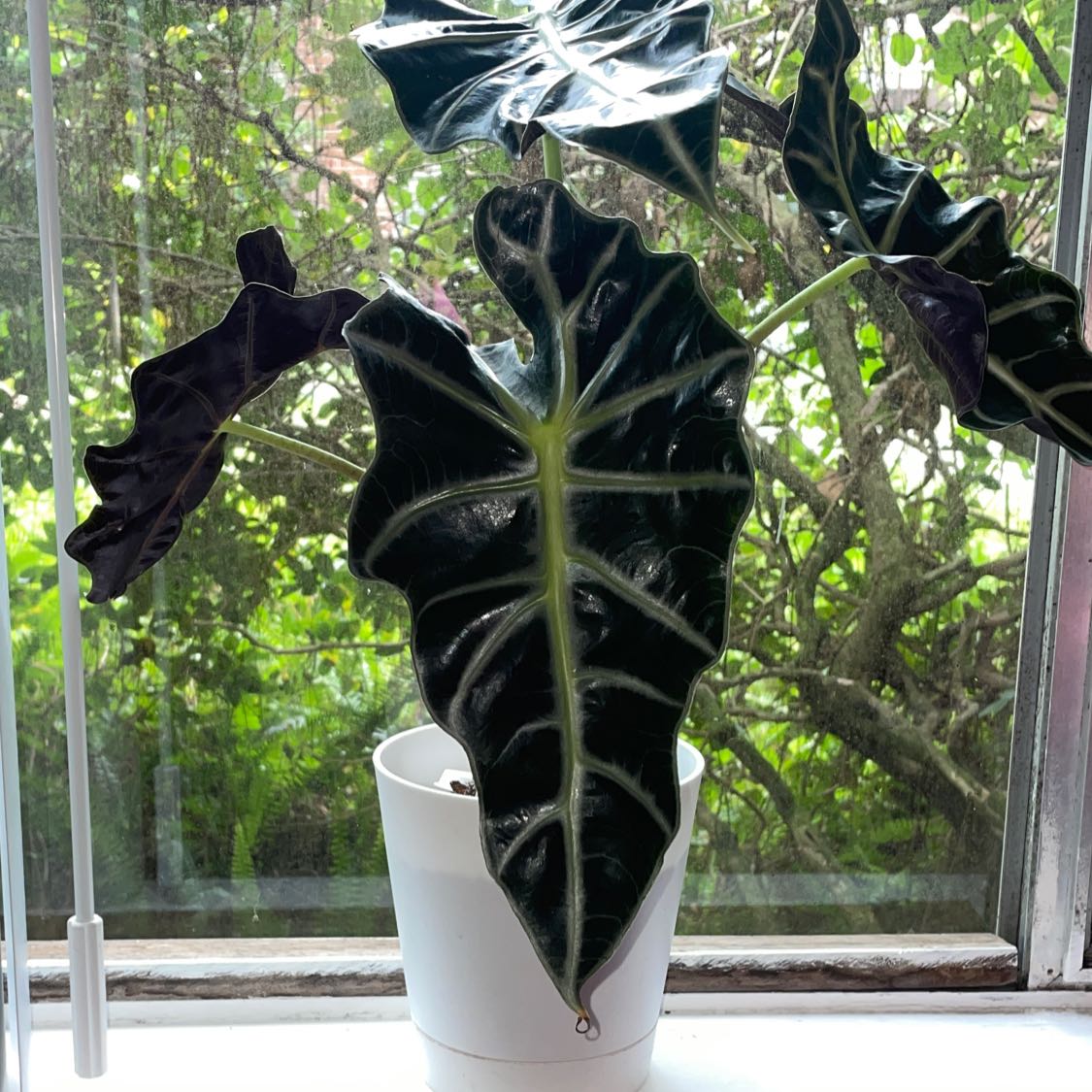 Alocasia Amazonica 'Polly' plant in a white pot on a windowsill with a garden background.