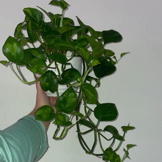 Global Green Pothos plant in Gainesville, Florida