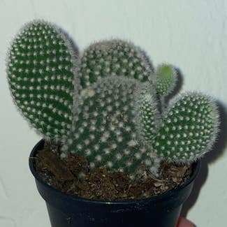 Bunny Ears Cactus plant in Gainesville, Florida
