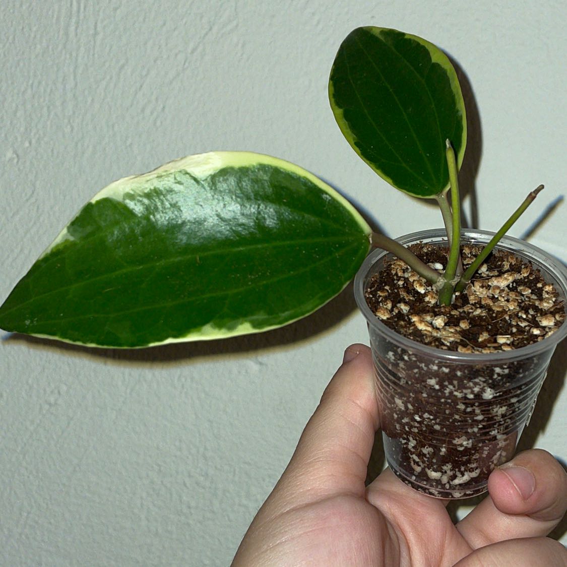 Hoya macrophylla 'Albomarginata' plant in a clear plastic container with visible soil and variegated leaves.
