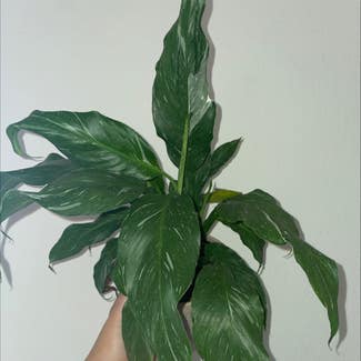 Domino Peace Lily plant in Gainesville, Florida