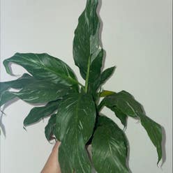 Domino Peace Lily plant