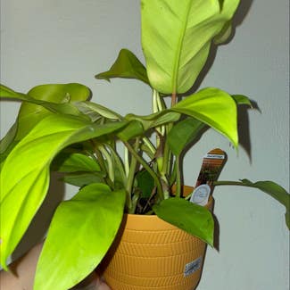 Philodendron 'Malay Gold' plant in Gainesville, Florida