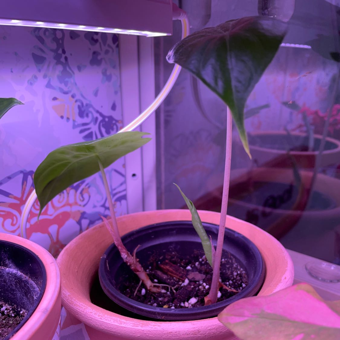 Alocasia Pink Dragon plant in a pot under artificial lighting, with visible soil.
