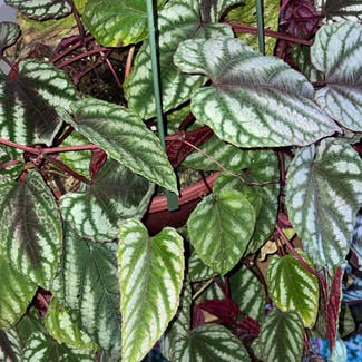 Rex Begonia Vine plant in Gainesville, Florida