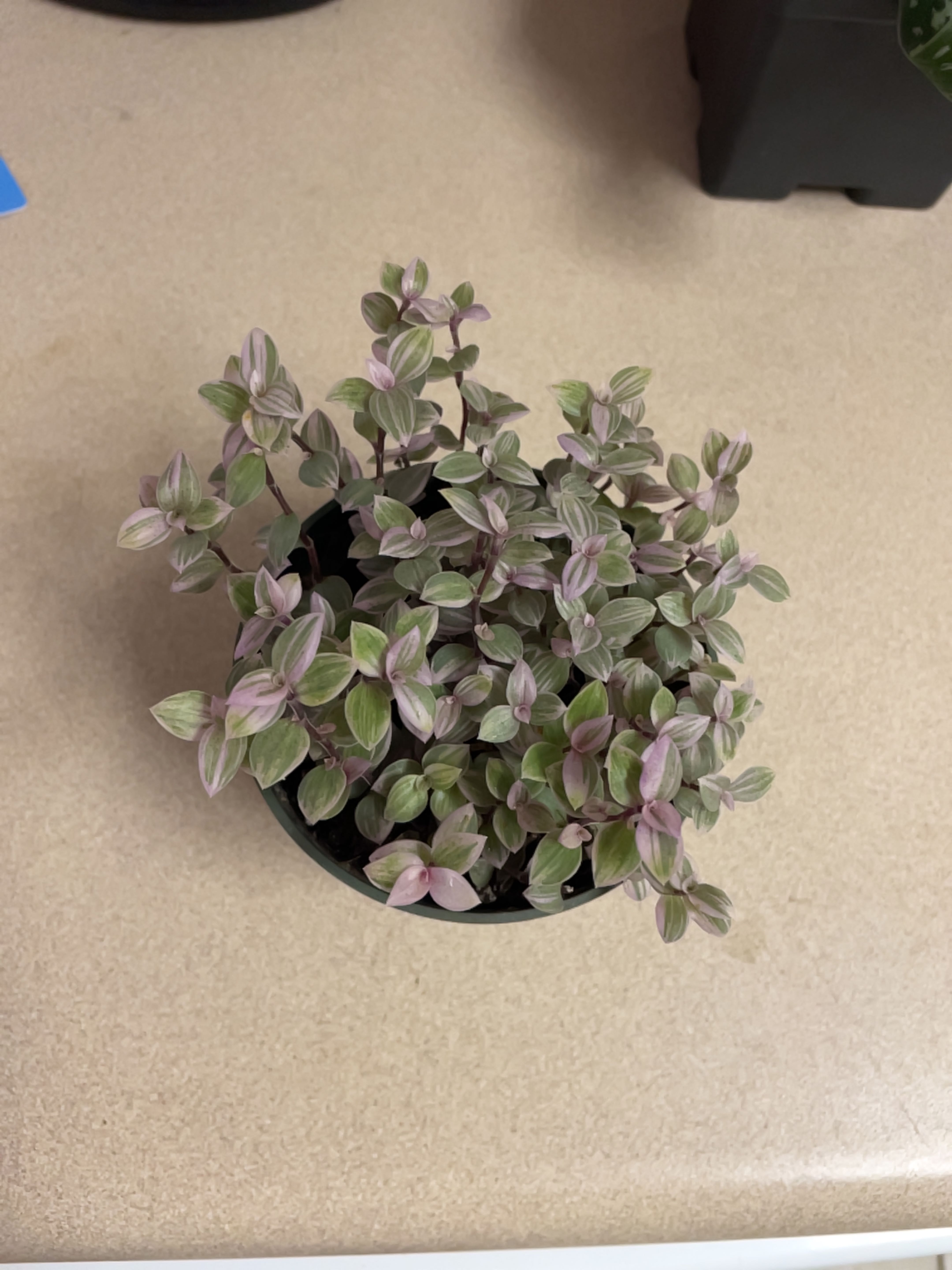 Potted Callisia Pink Panther plant with green and pink variegated leaves.