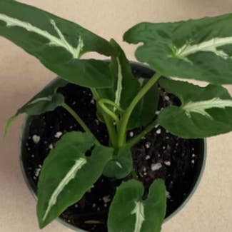 Syngonium wendlandii plant in Gainesville, Florida