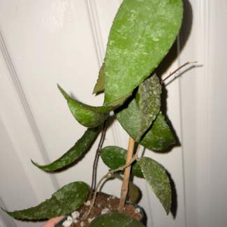 Hoya caudata sumatra plant in Gainesville, Florida