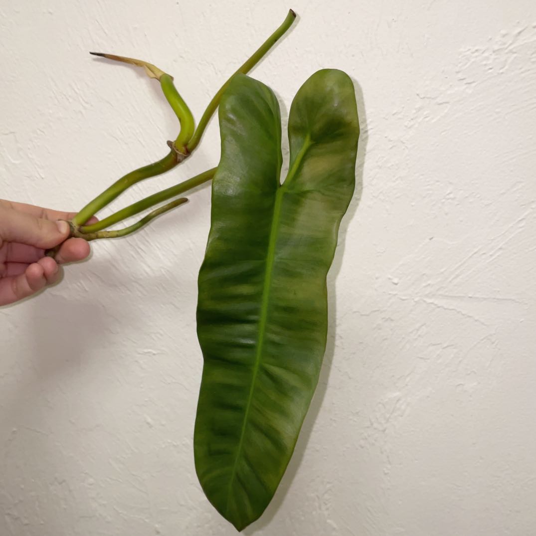 Philodendron atabapoense leaf held by a hand, showing healthy green foliage.
