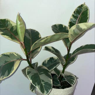 Variegated Rubber Tree plant in Gainesville, Florida