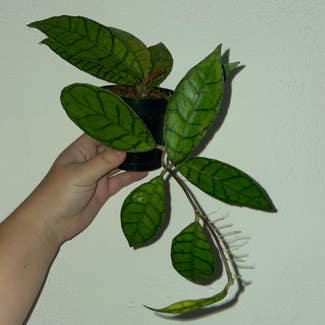 Stiff Leafed Hoya plant in Gainesville, Florida