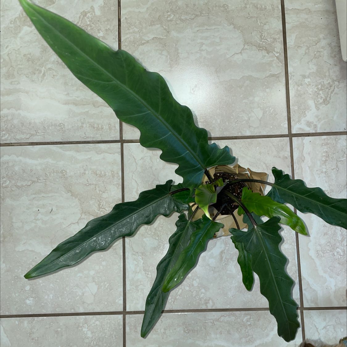 Image of a healthy Purple Sword plant with long, wavy-edged leaves in a pot.