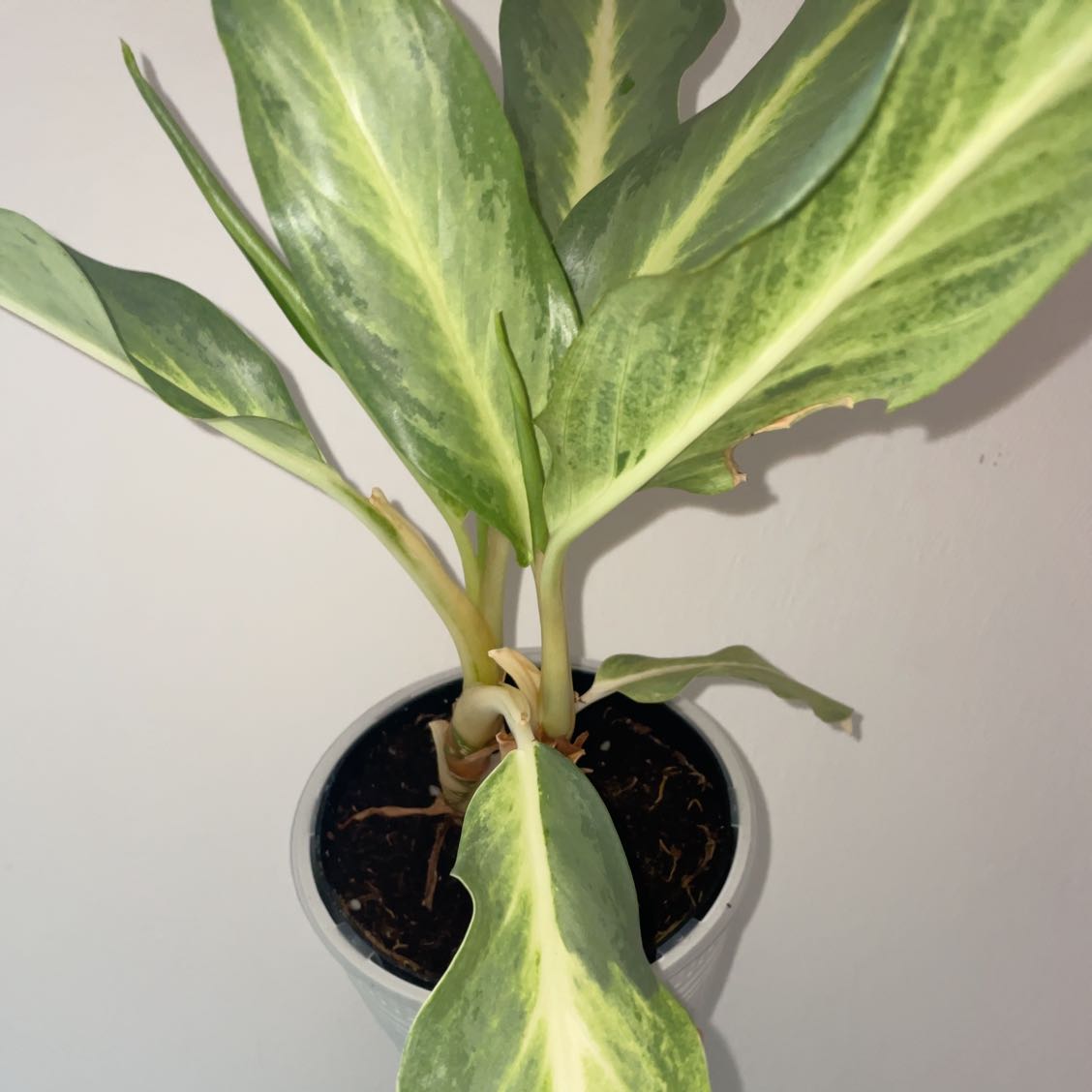 Photo of the plant species Aglaonema 'Golden Bay' by @sierrac named Aglaonema ‘Golden Bay’ on Greg, the plant care app