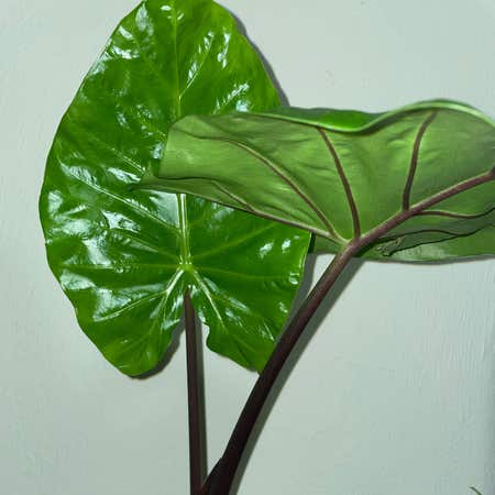 Photo of the plant species Colocasia esculenta ‘Fontanesii’ by @sierrac named Colocasia esculenta 'Fontanesii' on Greg, the plant care app