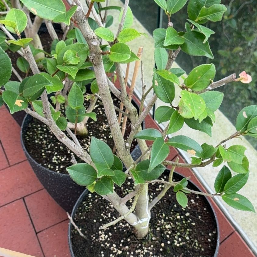 Photo of the plant species Japonica Camelia by @SelfmadeTupeia5 named Rihanna on Greg, the plant care app