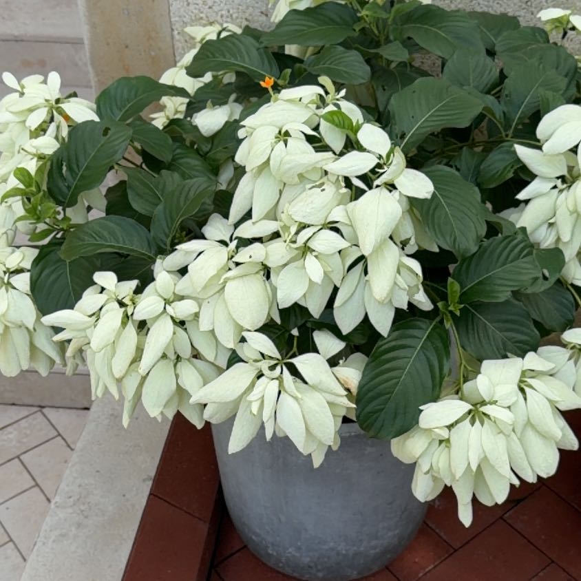 Photo of the plant species Mussaenda by @SelfmadeTupeia5 named Marilyn on Greg, the plant care app