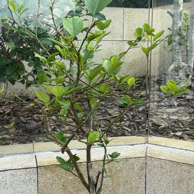 Photo of the plant species Lime Tree by @SelfmadeTupeia5 named Madonna on Greg, the plant care app