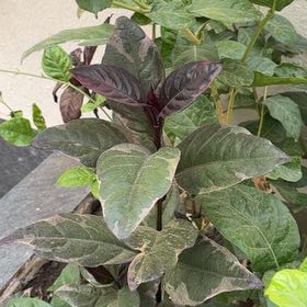 Photo of the plant species Metal Weed by @AgileBacchus17 named Einstein on Greg, the plant care app