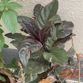 Photo of the plant species Metal Weed by @AgileBacchus17 named Bella on Greg, the plant care app