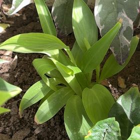 Photo of the plant species Humboldt's Lily by @AgileBacchus17 named Tree Diddy on Greg, the plant care app