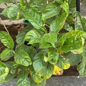 Photo of the plant species Indian Mulberry by @AgileBacchus17 named Walt on Greg, the plant care app