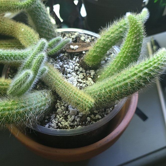 Photo of the plant species Monkey Tail by @JollyDidelta43 named Orlando Bloom on Greg, the plant care app