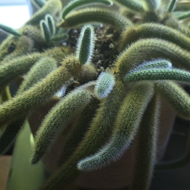 Photo of the plant species Rat Tail by @JollyDidelta43 named Planty on Greg, the plant care app