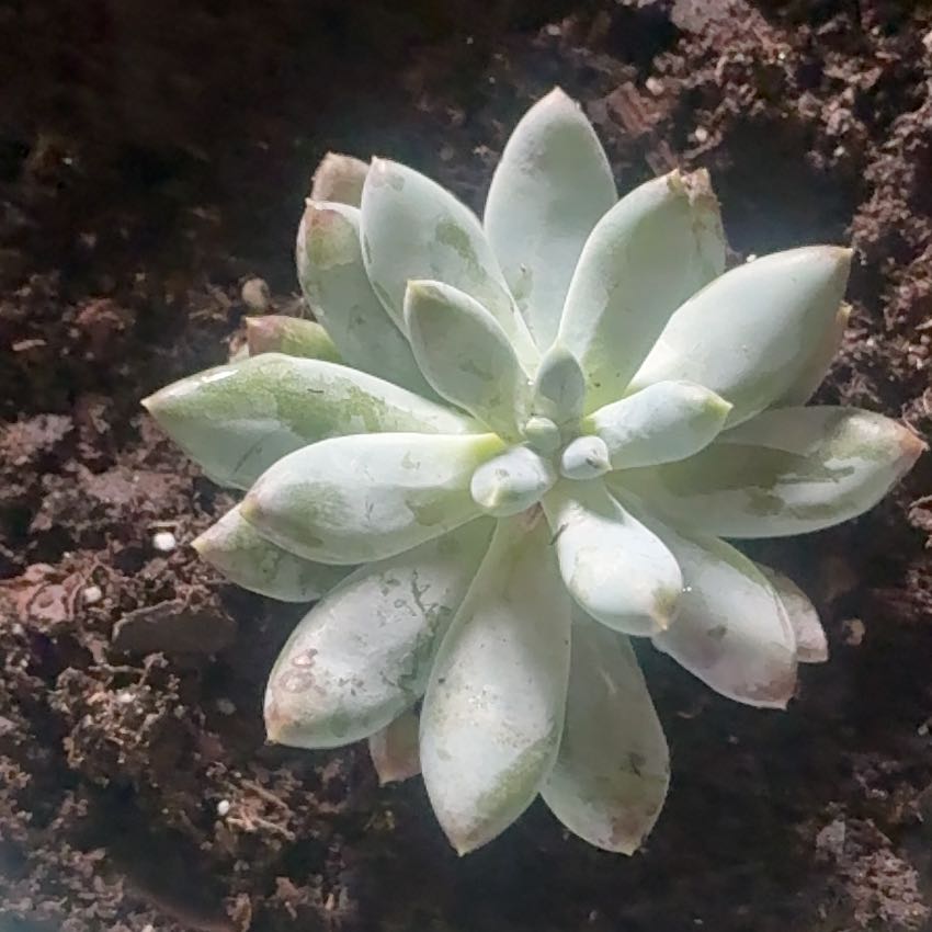 Photo of the plant species Pachyphytum 'Starburst' by @VipPeyote31 named Bodhi on Greg, the plant care app
