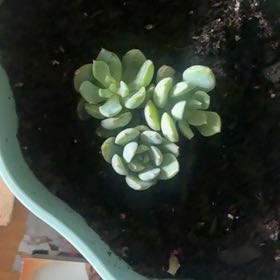 Photo of the plant species Porcelain Plant by @VipPeyote31 named Plato on Greg, the plant care app
