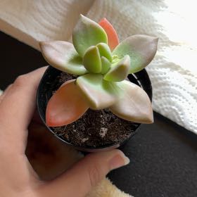 Photo of the plant species Graptosedum 'California Sunset' by @RefulgentAtom41 named Tupac on Greg, the plant care app